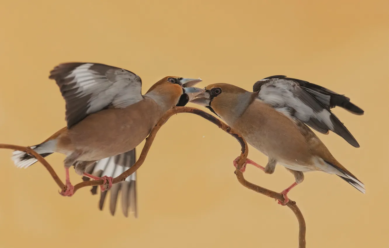 Photo wallpaper pose, sprig, background, bird, two, wings, pair, rivals