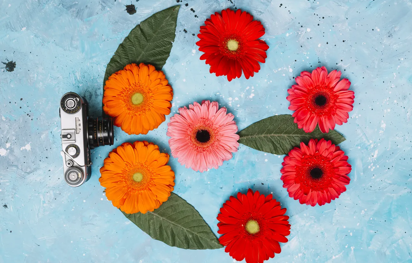 Photo wallpaper leaves, flowers, background, gerbera