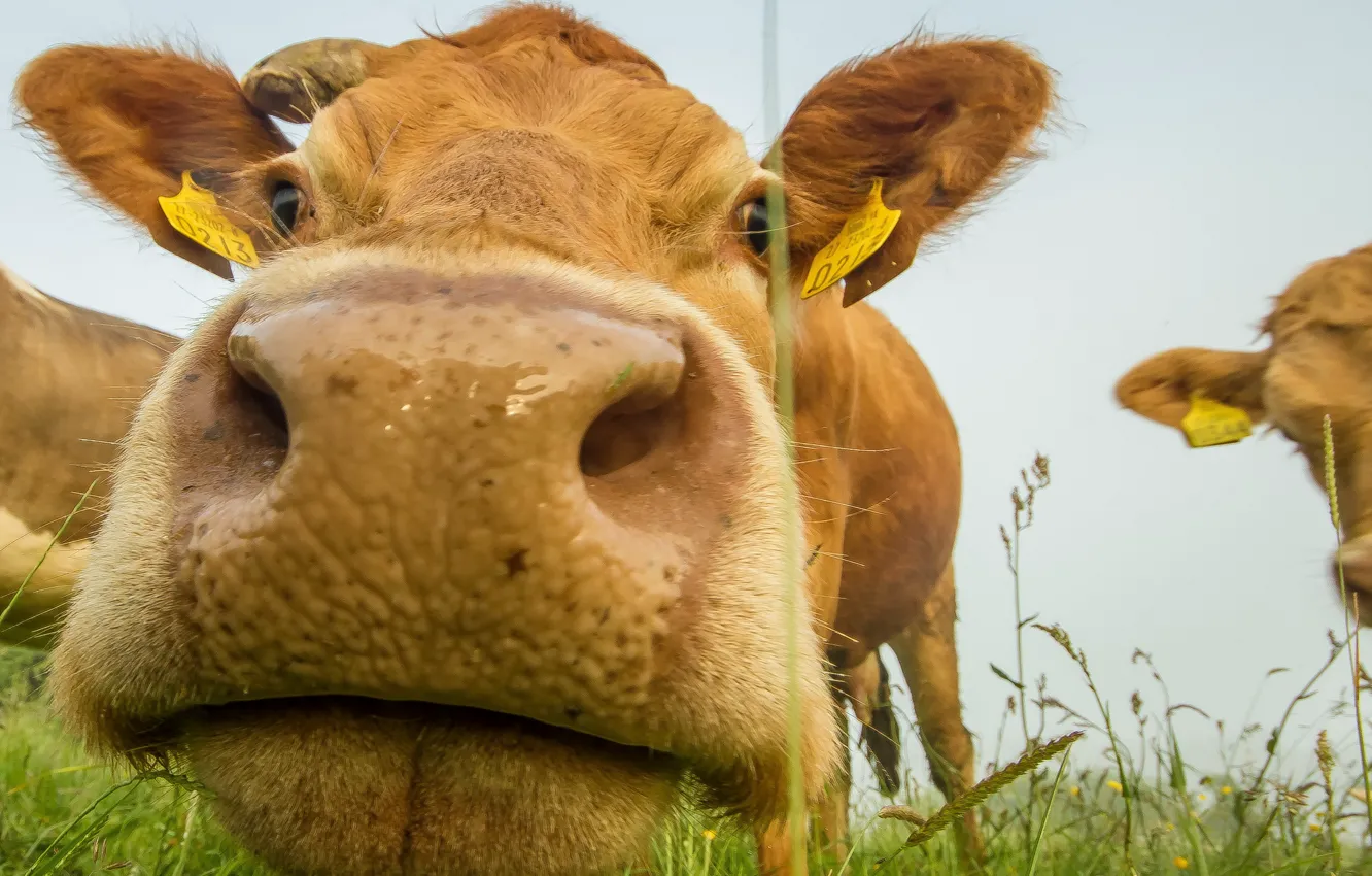 Photo wallpaper face, cow, cattle