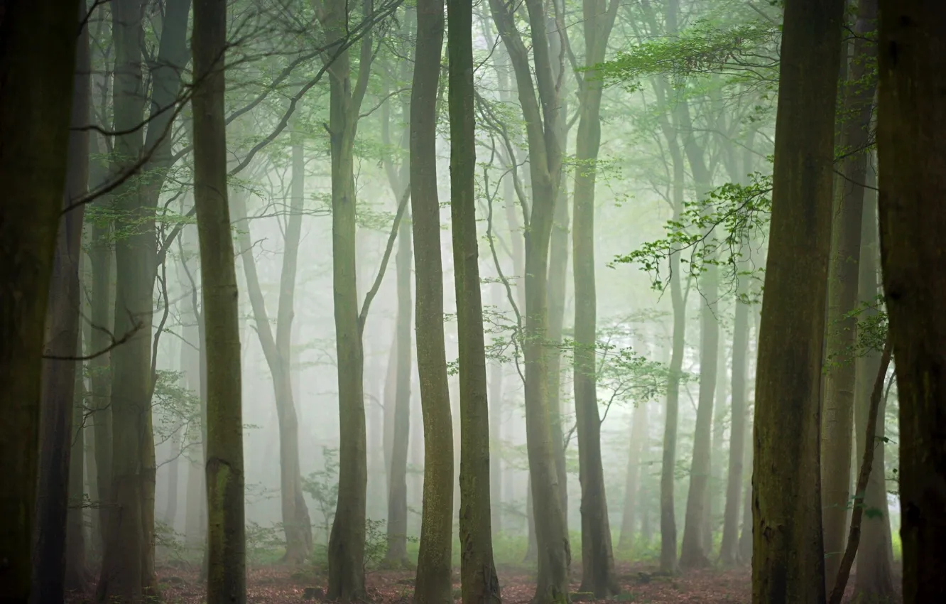 Photo wallpaper autumn, forest, trees, fog