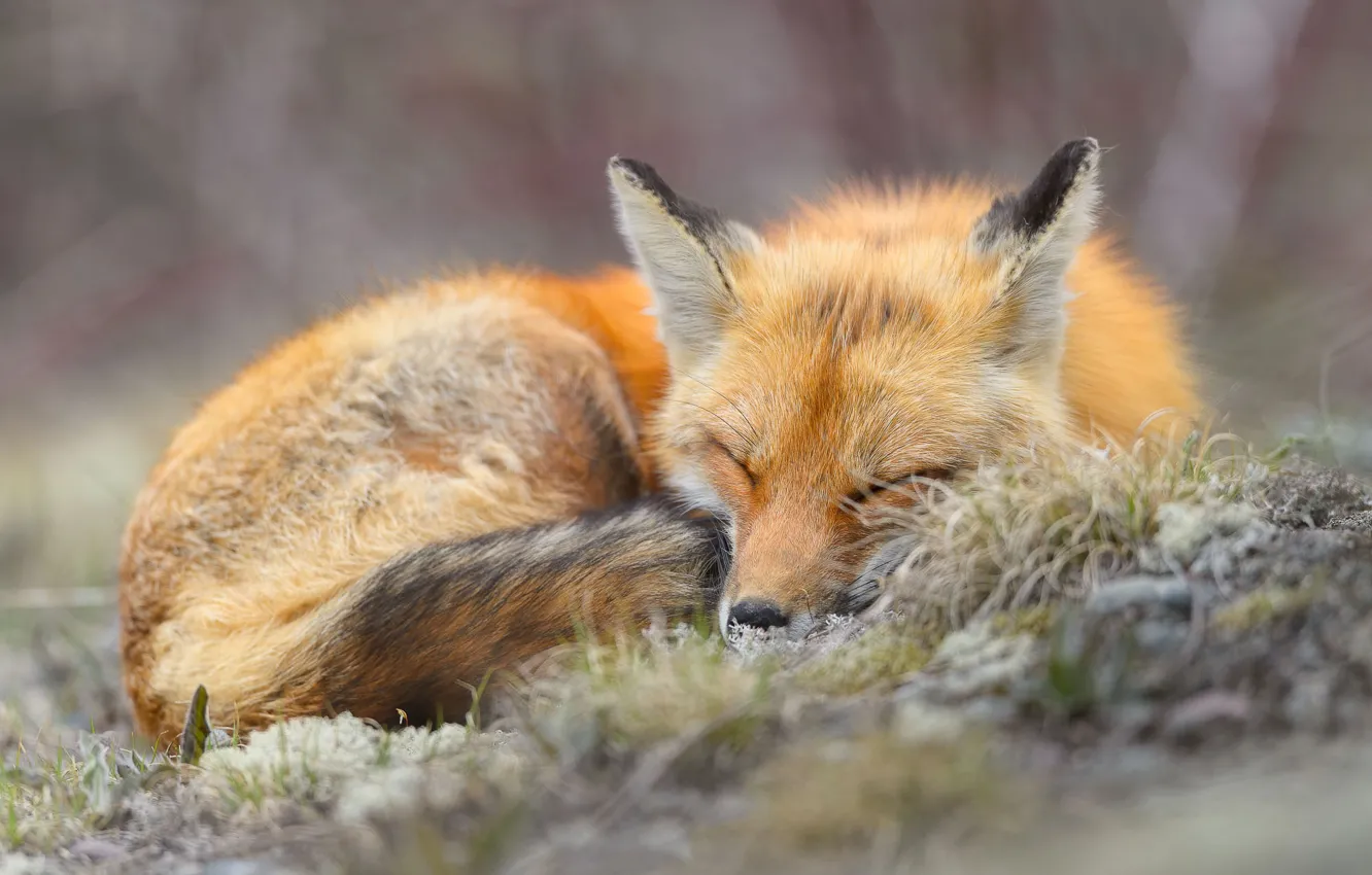 Photo wallpaper nature, stay, sleep, Fox, sleeping, lies, red, curled up