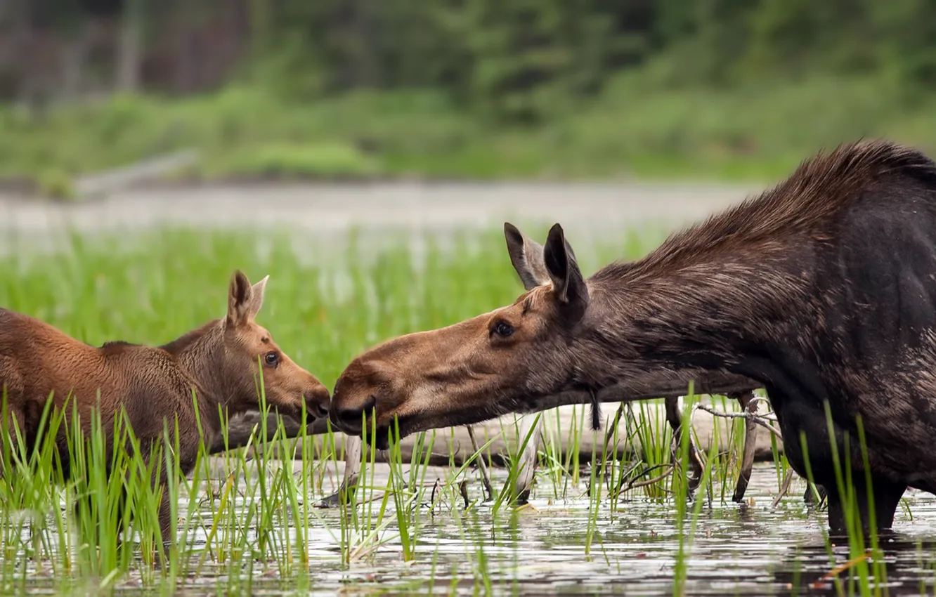 Photo wallpaper nature, lake, moose