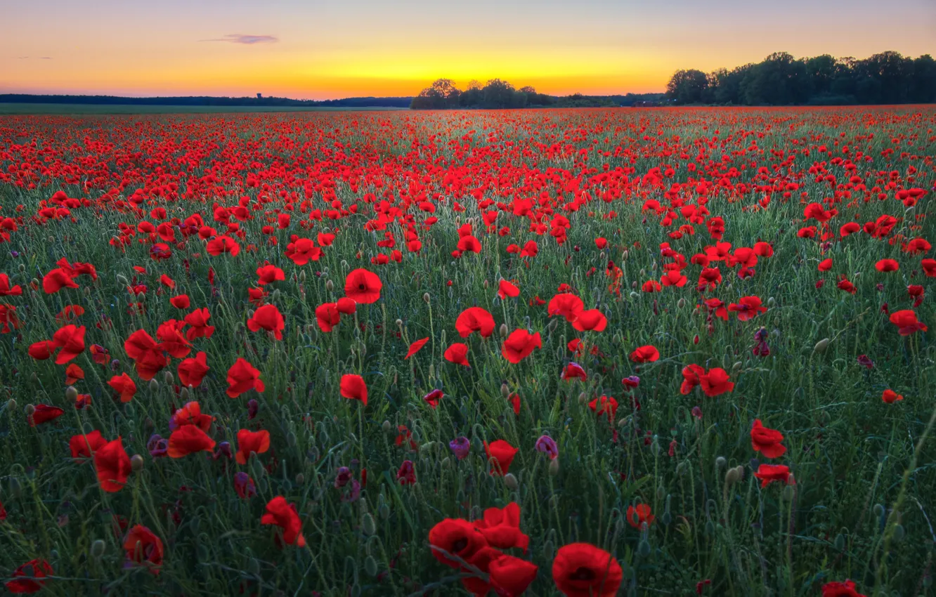 Photo wallpaper summer, flowers, Maki, poppy field