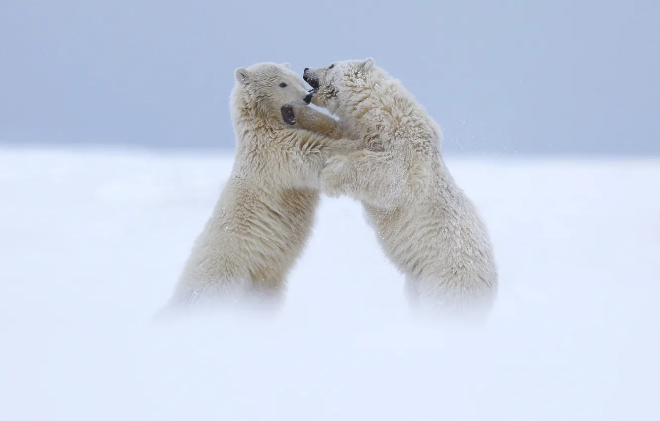 Photo wallpaper bears, white, two, polar, fight