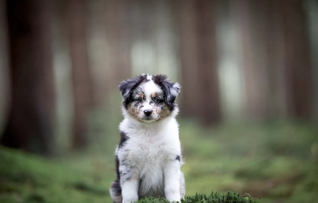 Photo wallpaper look, dog, blur, puppy, face, Mini Aussie, Miniature American Shepherd
