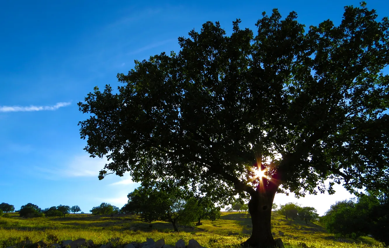 Photo wallpaper trees, landscape, nature