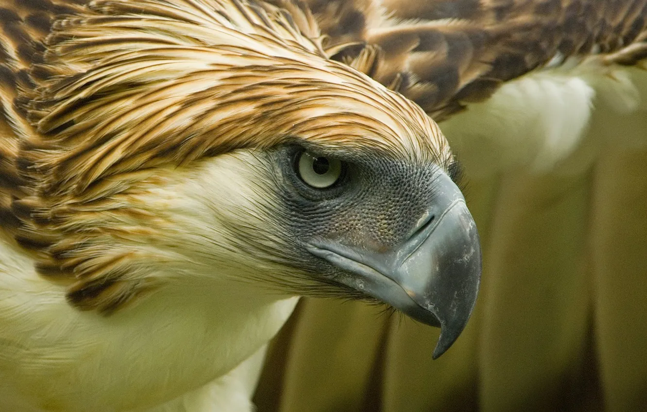 Photo wallpaper bird, forests, Philippine Eagle, monkey-eating eagle