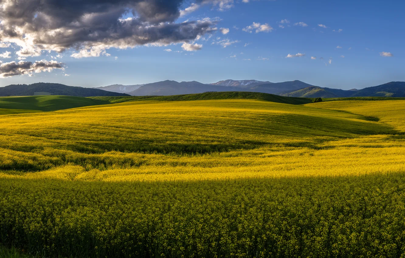 Photo wallpaper shadow, yellow, flowers, mountains, light, rapeseed field, rape, blue