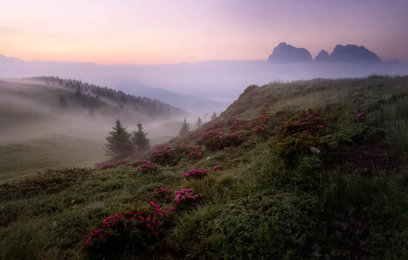 Photo wallpaper landscape, flowers, mountains, nature, fog, beauty, morning, meadow