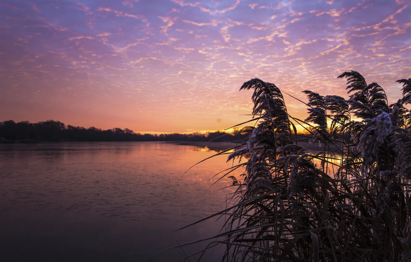 Photo wallpaper forest, the sky, grass, clouds, light, sunset, lake, thickets