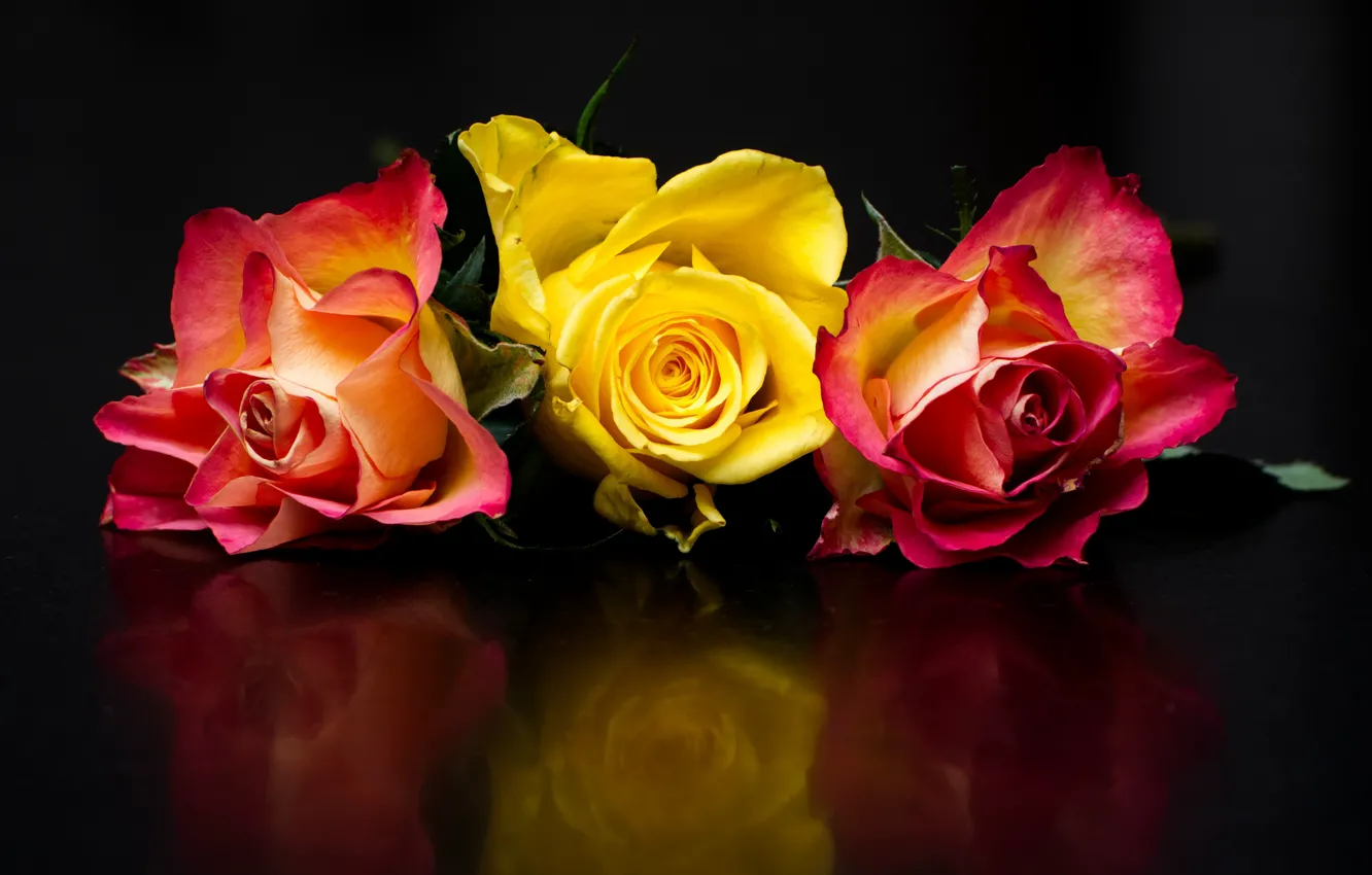 Photo wallpaper flowers, reflection, the dark background, bright, roses, three, trio, buds