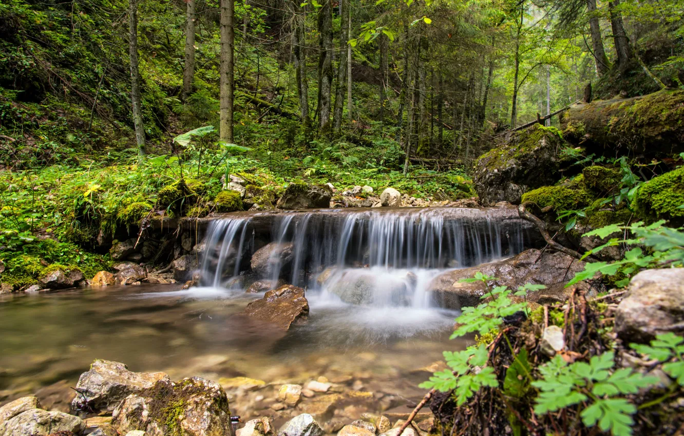 Photo wallpaper forest, trees, landscape, nature, waterfall, Slovakia