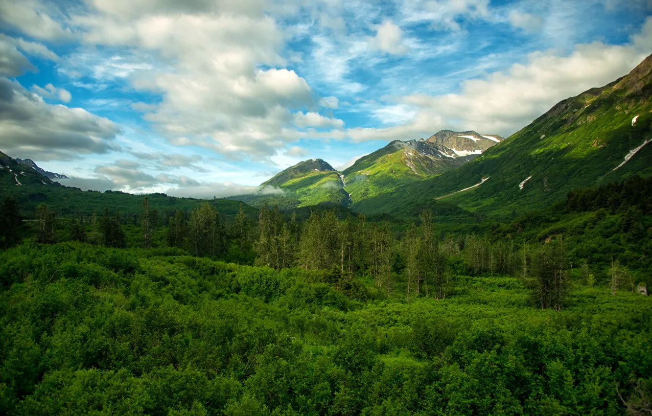 Photo wallpaper forest, mountains, USA, Chugach National Forest Alaska