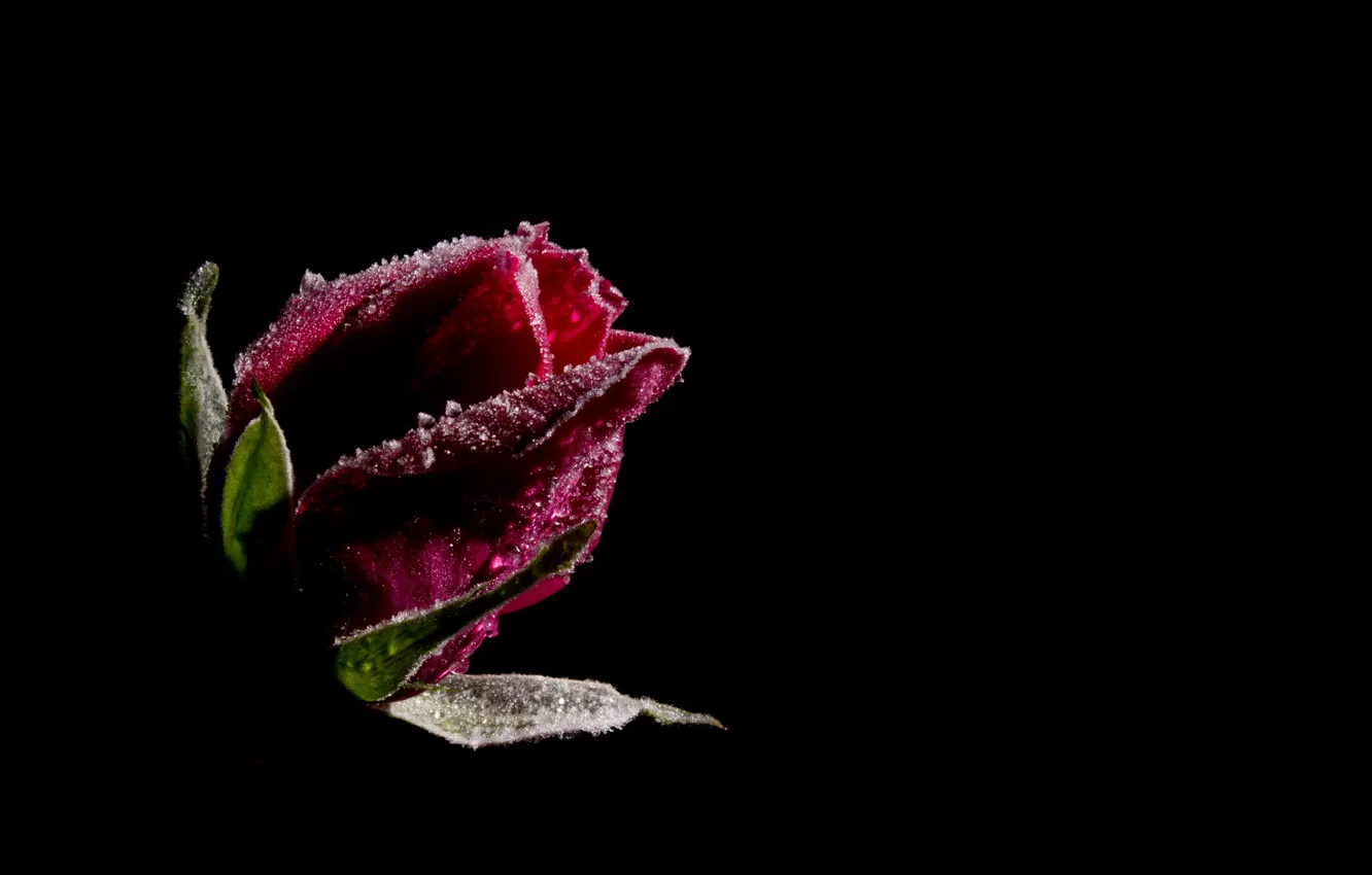 Photo wallpaper drops, flowers, red, the dark background, roses