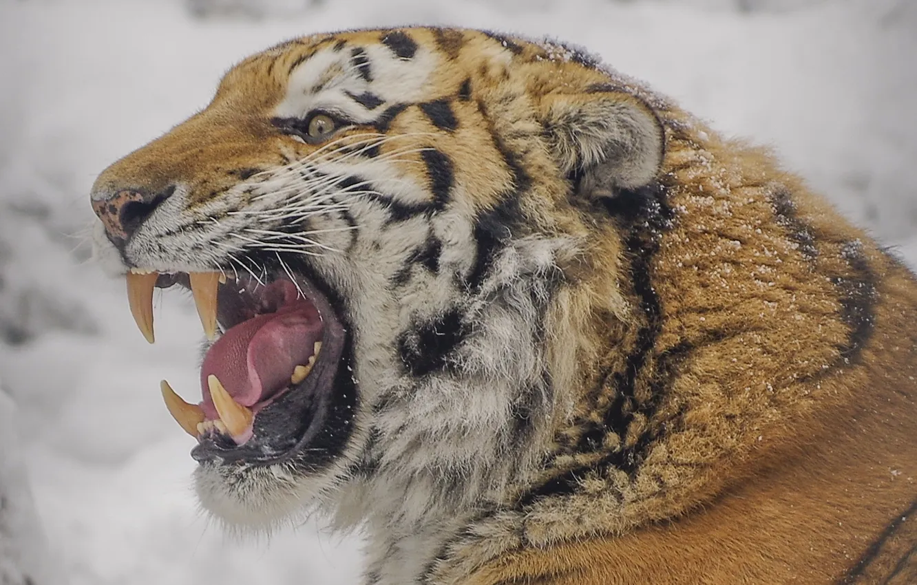 Photo wallpaper tiger, snow, teeth