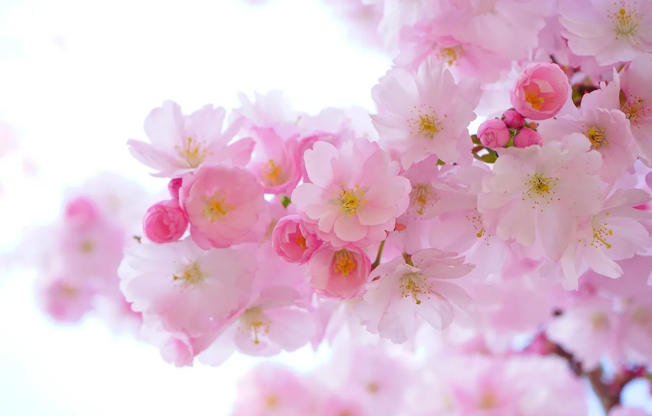 Photo wallpaper branch, Sakura, flowering