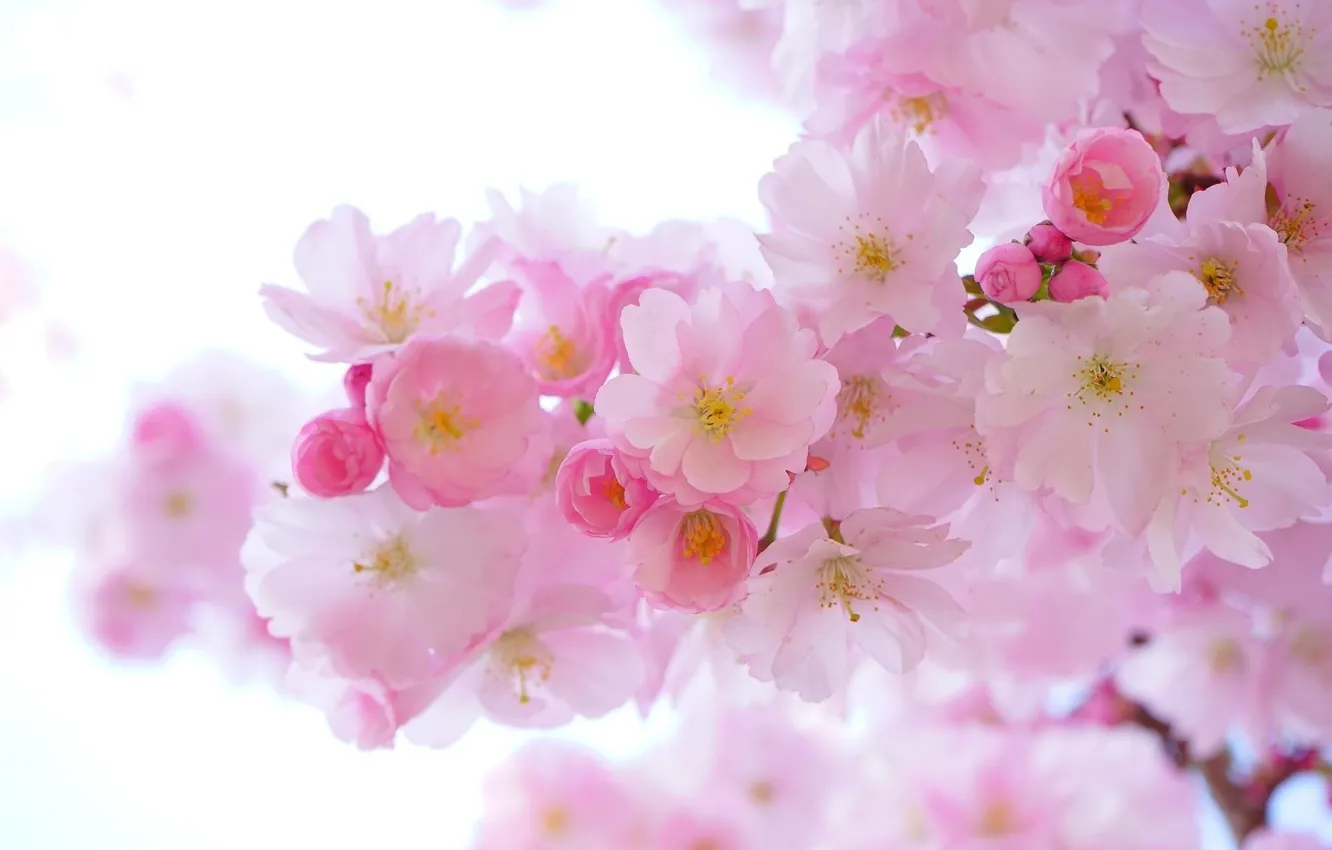 Photo wallpaper branches, Sakura, flowering