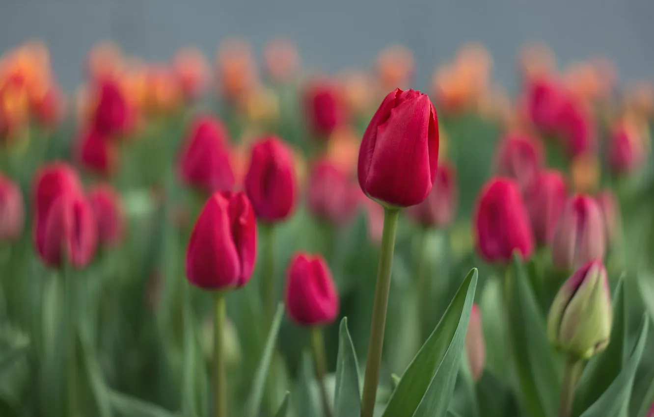 Photo wallpaper flowers, red, blur, spring, tulips, buds, flowerbed, blur
