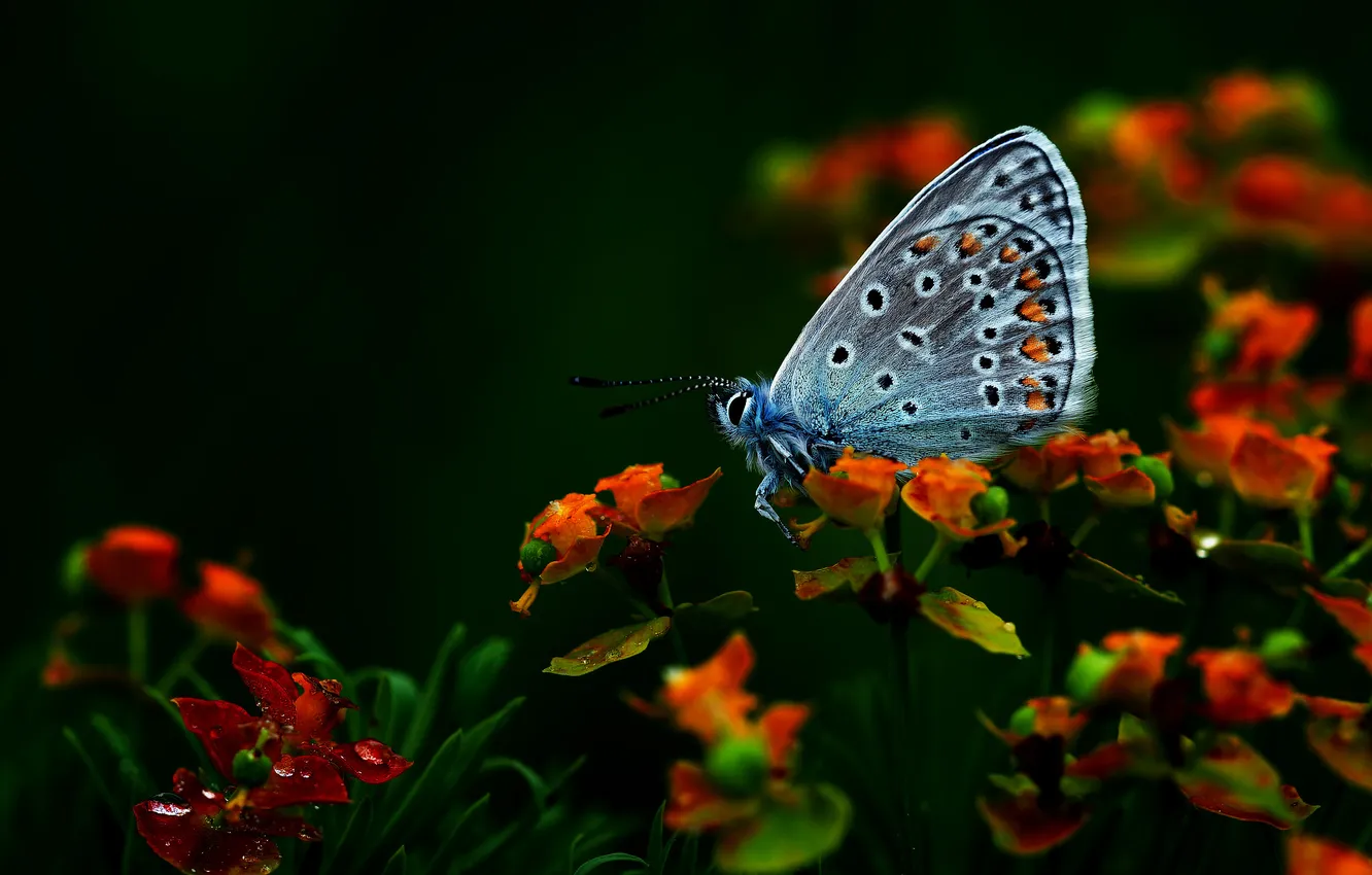 Photo wallpaper flowers, butterfly, meadow