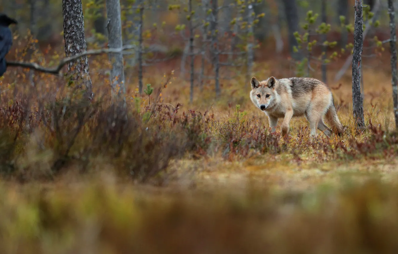 Photo wallpaper autumn, forest, look, trees, bird, wolf, crows, hunting
