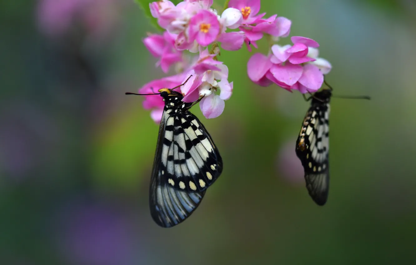 Photo wallpaper macro, butterfly, flowers, background, pair
