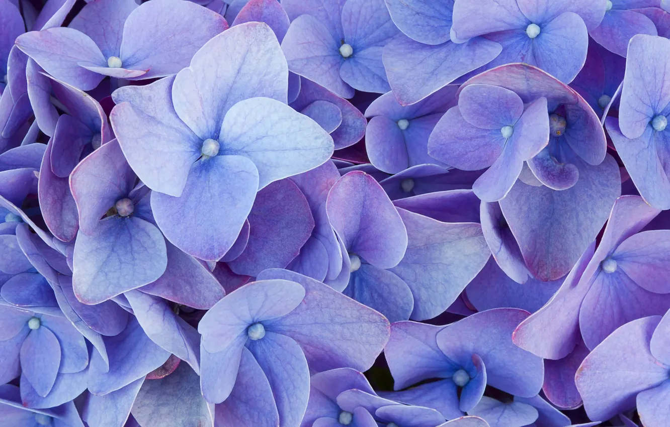 Photo wallpaper macro, flowers, blue