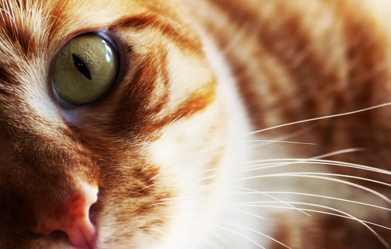 Photo wallpaper cat, eyes, mustache, look, wool, red