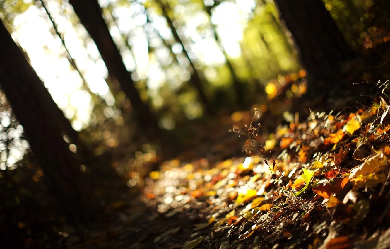 Photo wallpaper autumn, forest, grass, leaves, light, trees, nature, focus