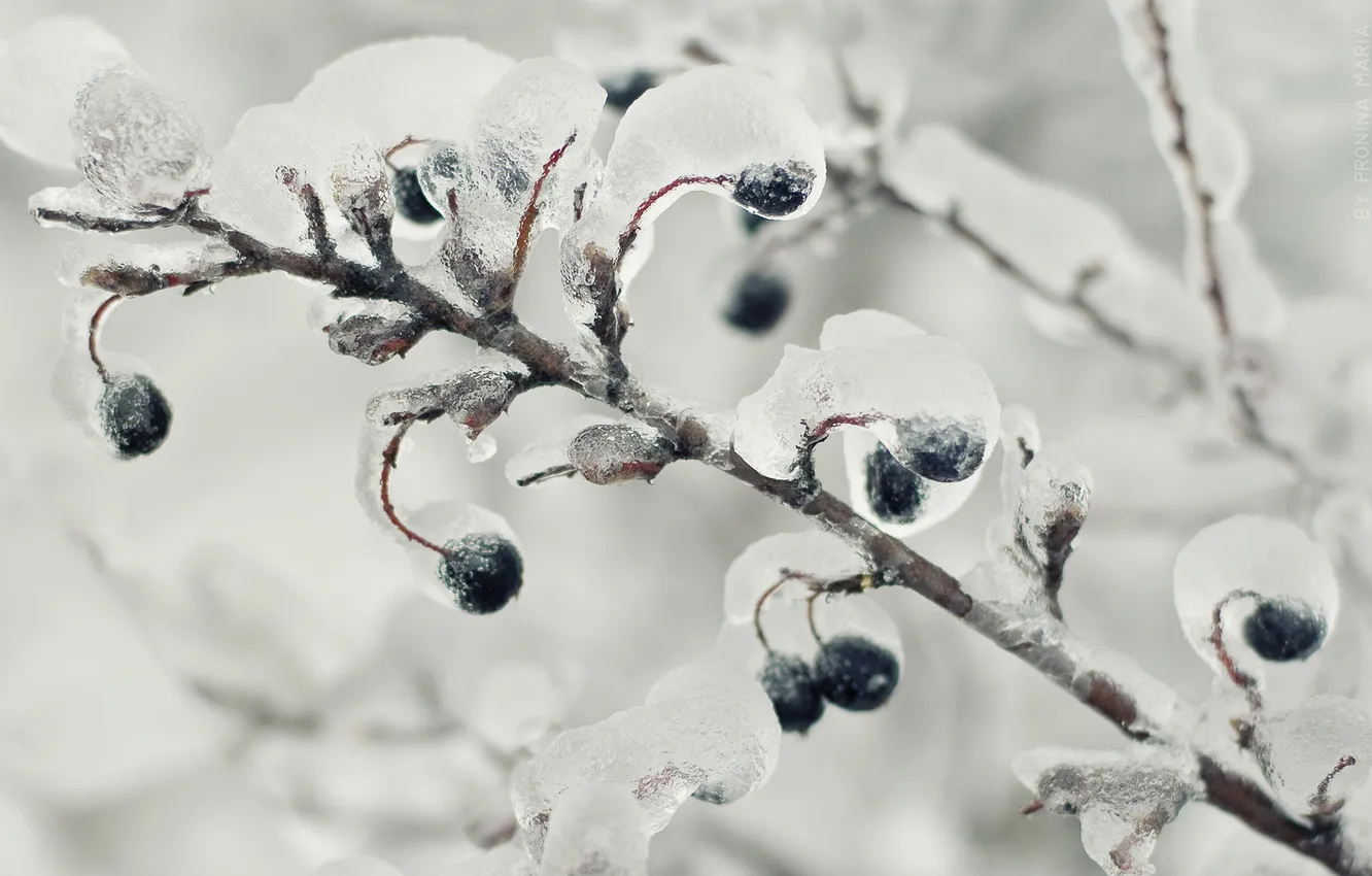 Photo wallpaper ice, trees, branches, nature, berries