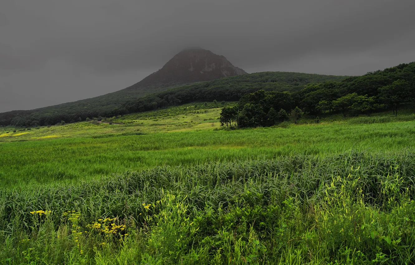 Photo wallpaper grass, landscape, mountains