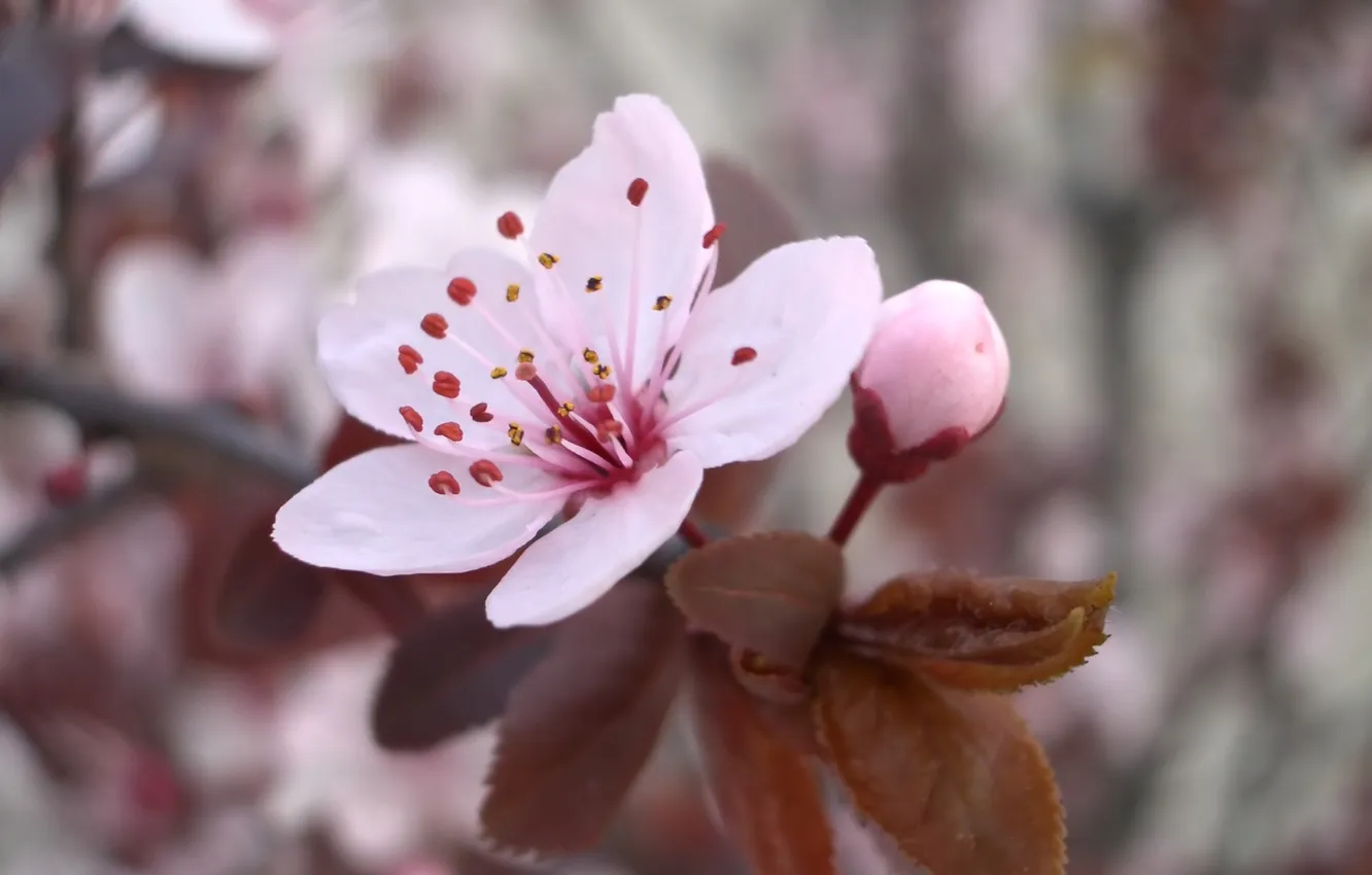 Photo wallpaper flower, macro, cherry, pink, branch, spring, petals, flowering