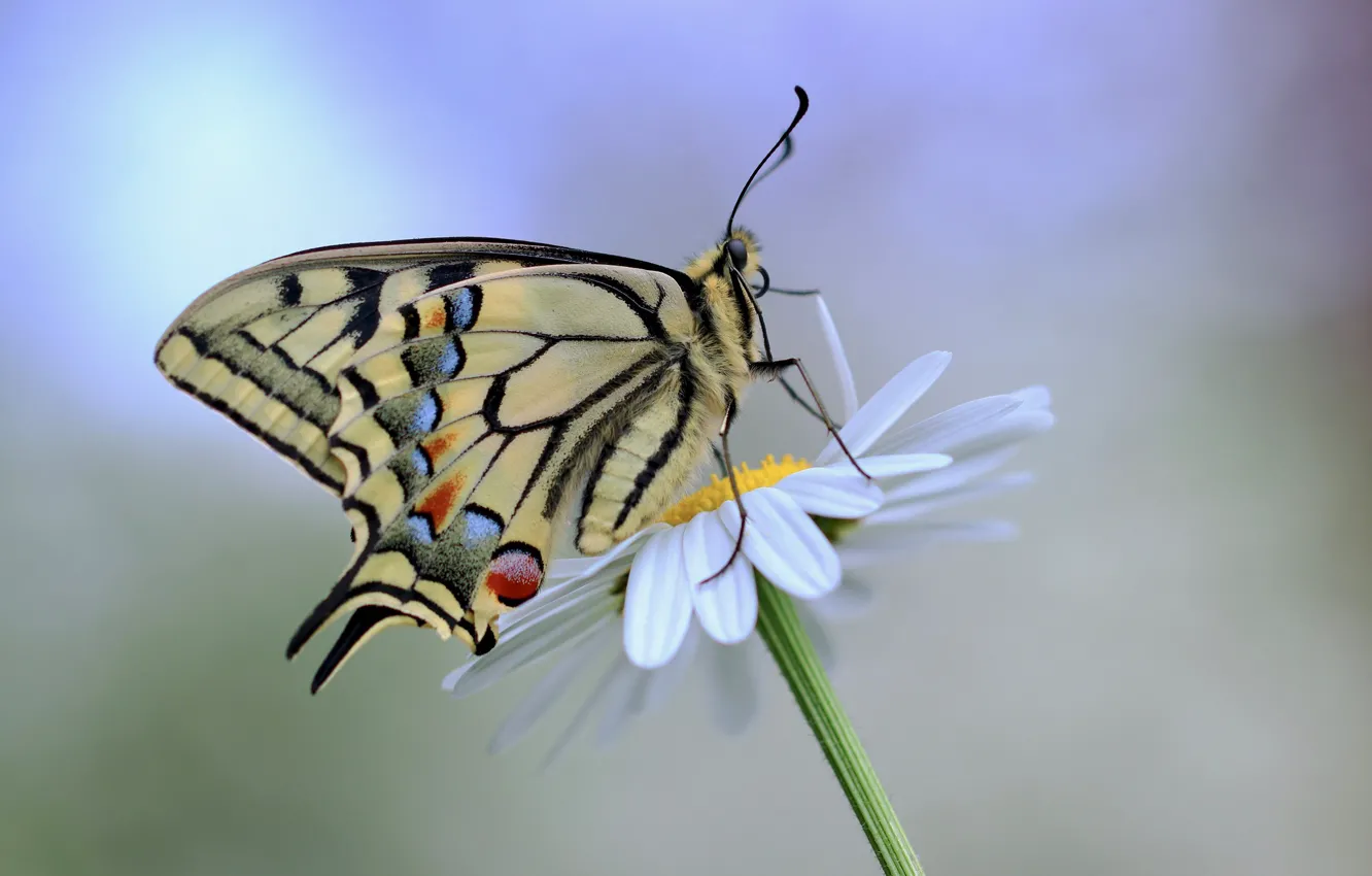 Photo wallpaper flower, butterfly, bokeh, swallowtail
