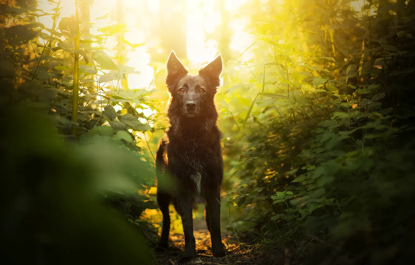Photo wallpaper greens, dog, bokeh, Elina