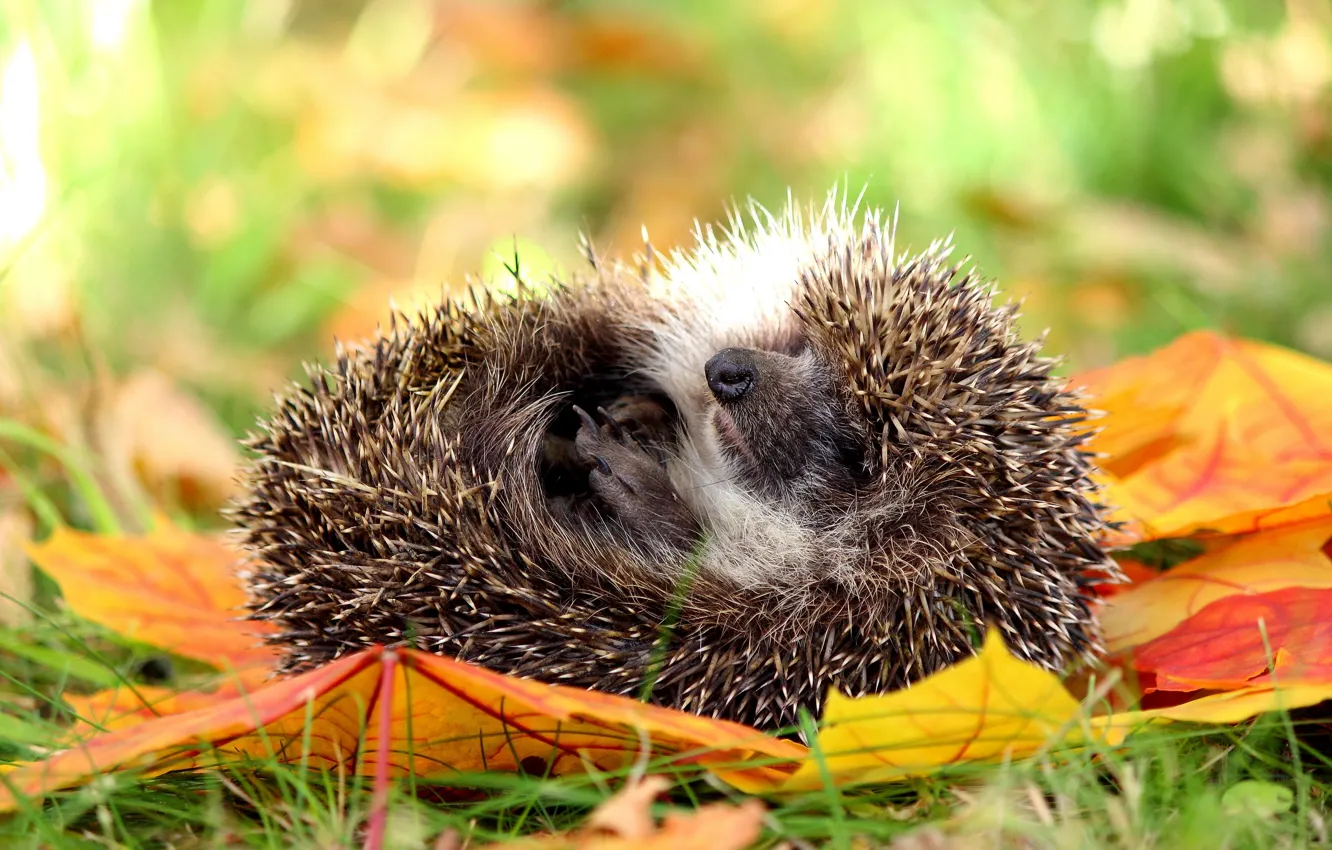 Photo wallpaper autumn, nature, hedgehog, hedgehog