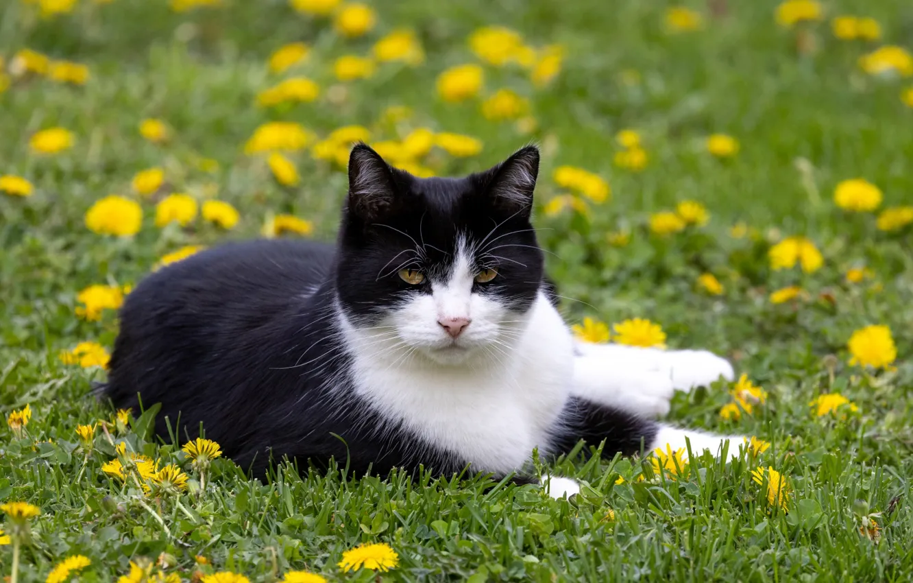 Photo wallpaper cat, cat, look, nature, pose, face