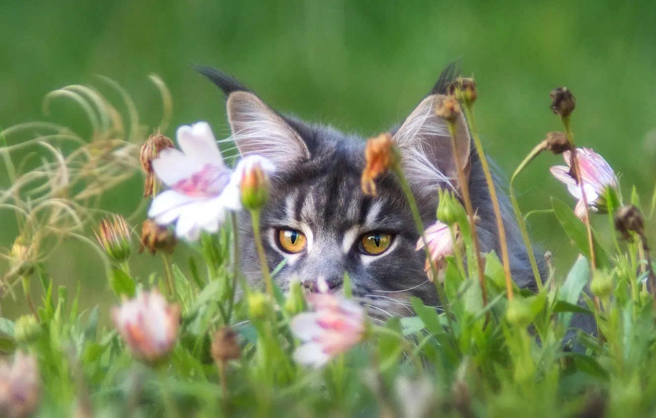 Photo wallpaper cat, cat, look, flowers, pose, grey, face, green background