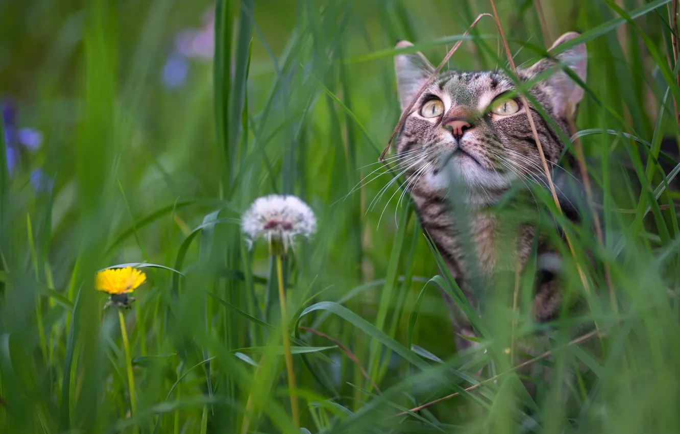 Photo wallpaper cat, grass, muzzle, dandelions
