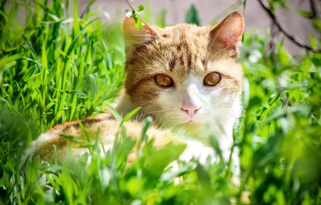 Photo wallpaper grass, cat, look, yellow eyes