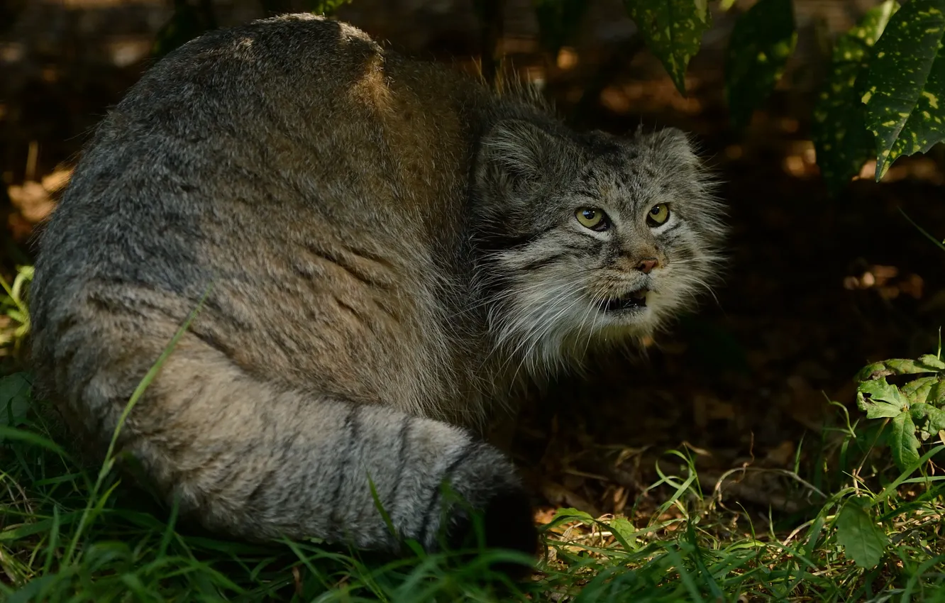 Photo wallpaper predator, manul, the Pallas cat, © Anne-Marie Kalus