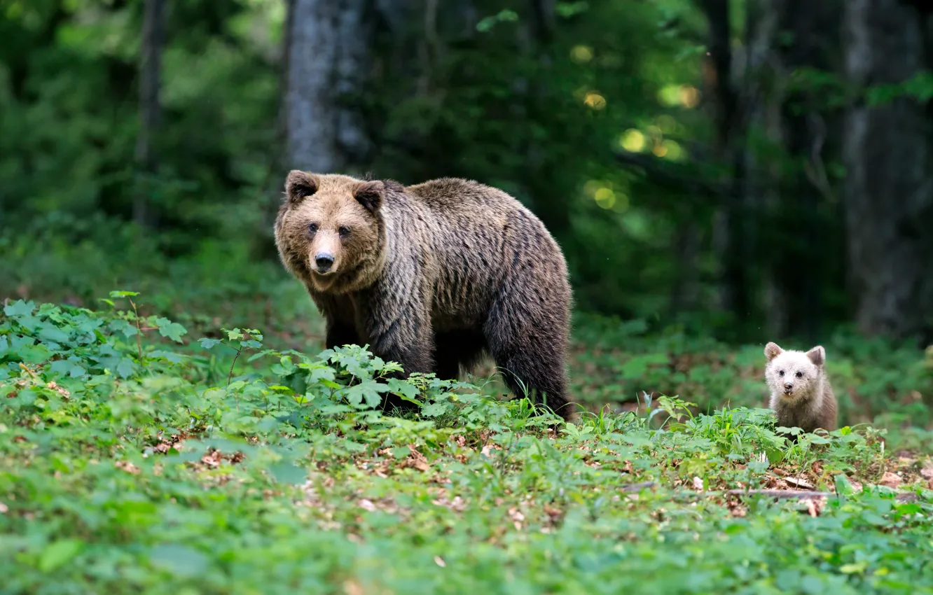 Photo wallpaper forest, nature, pose, bear, bear, brown, bear