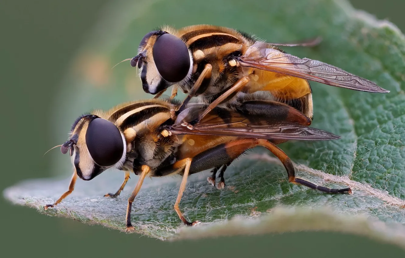 Photo wallpaper insects, pair, hoverflies