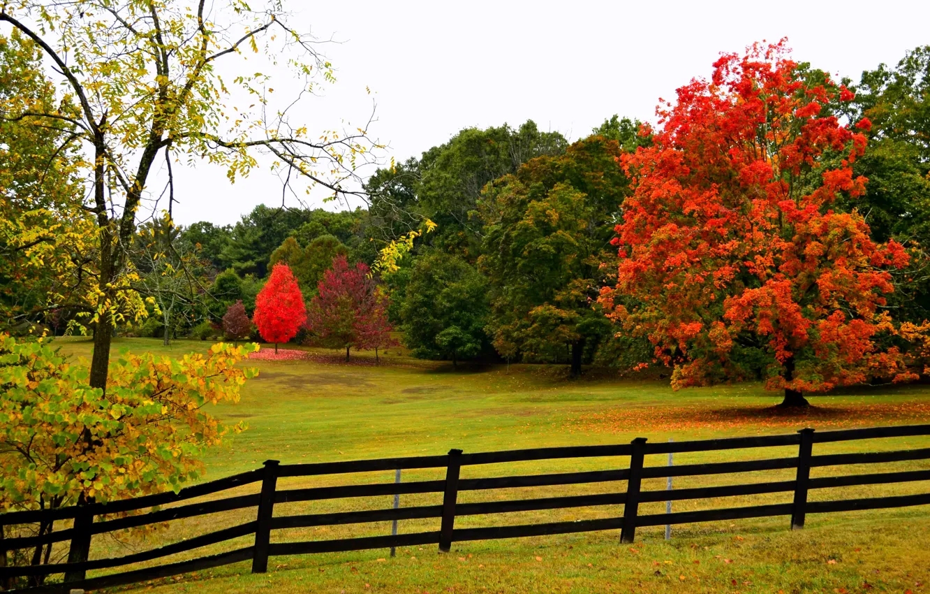 Photo wallpaper road, autumn, forest, leaves, trees, nature, Park, colors