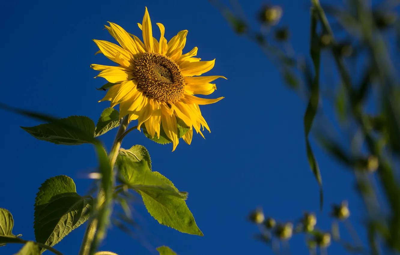 Photo wallpaper field, the sky, leaves, sunflowers, flowers, petals