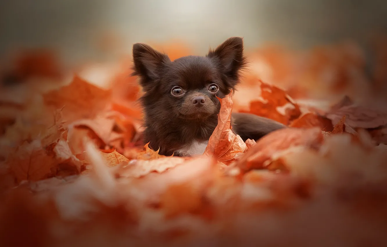 Photo wallpaper autumn, look, leaves, nature, background, foliage, portrait, dog