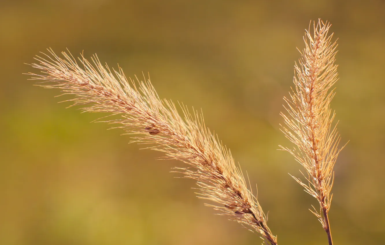 Photo wallpaper grass, plant, dry
