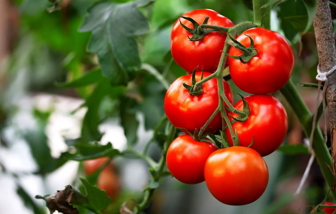 Photo wallpaper garden, vegetables, tomatoes, on the branch, tomatoes, the garden, red ripe, Gardening