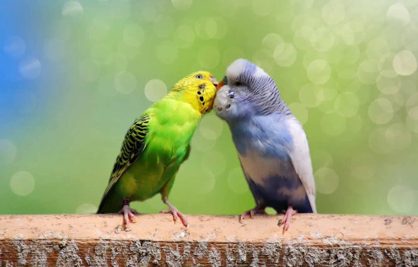 Photo wallpaper birds, background, kiss, pair, parrots, a couple, two, bokeh