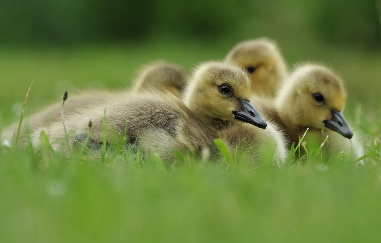 Photo wallpaper grass, bird, glade, baby, lies, Chicks, geese, the goslings