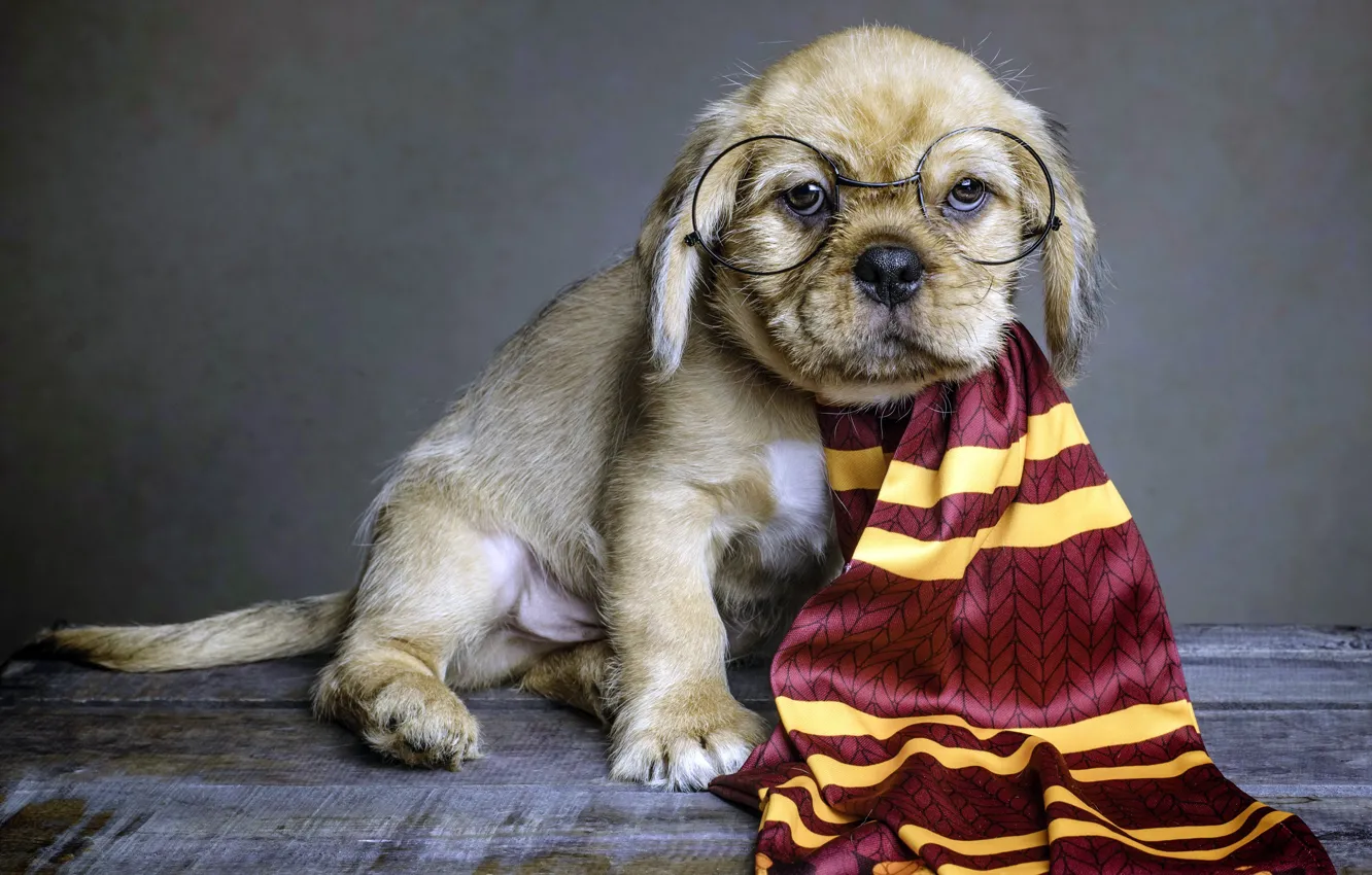 Photo wallpaper dog, scarf, glasses, puppy