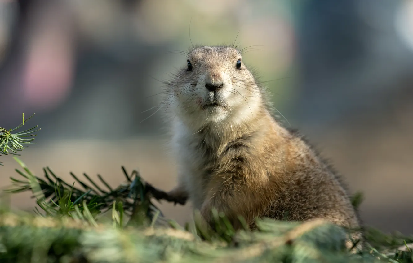 Photo wallpaper look, background, portrait, face, needles, gopher, rodent